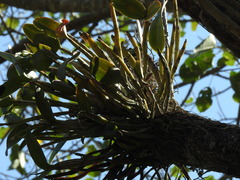 Guarianthe aurantiaca