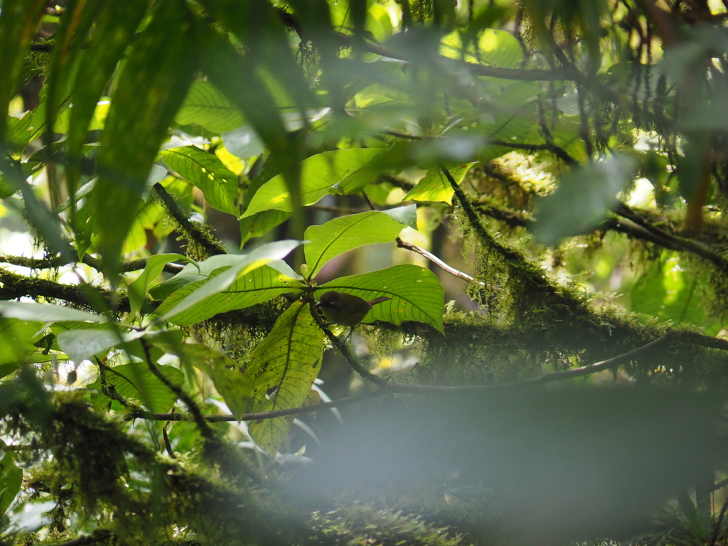 Common Chlorospingus from Provincia de Alajuela, San Ramón, Costa Rica ...