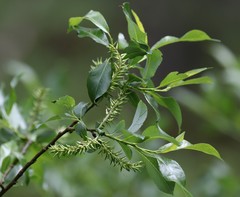 Salix glabra