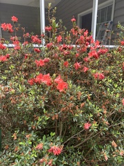 Rhododendron simsii
