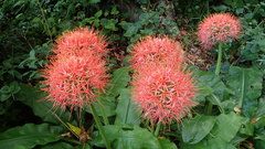 Scadoxus multiflorus katharinae