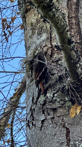White-throated Treerunner (Pygarrhichas albogularis), photo 7