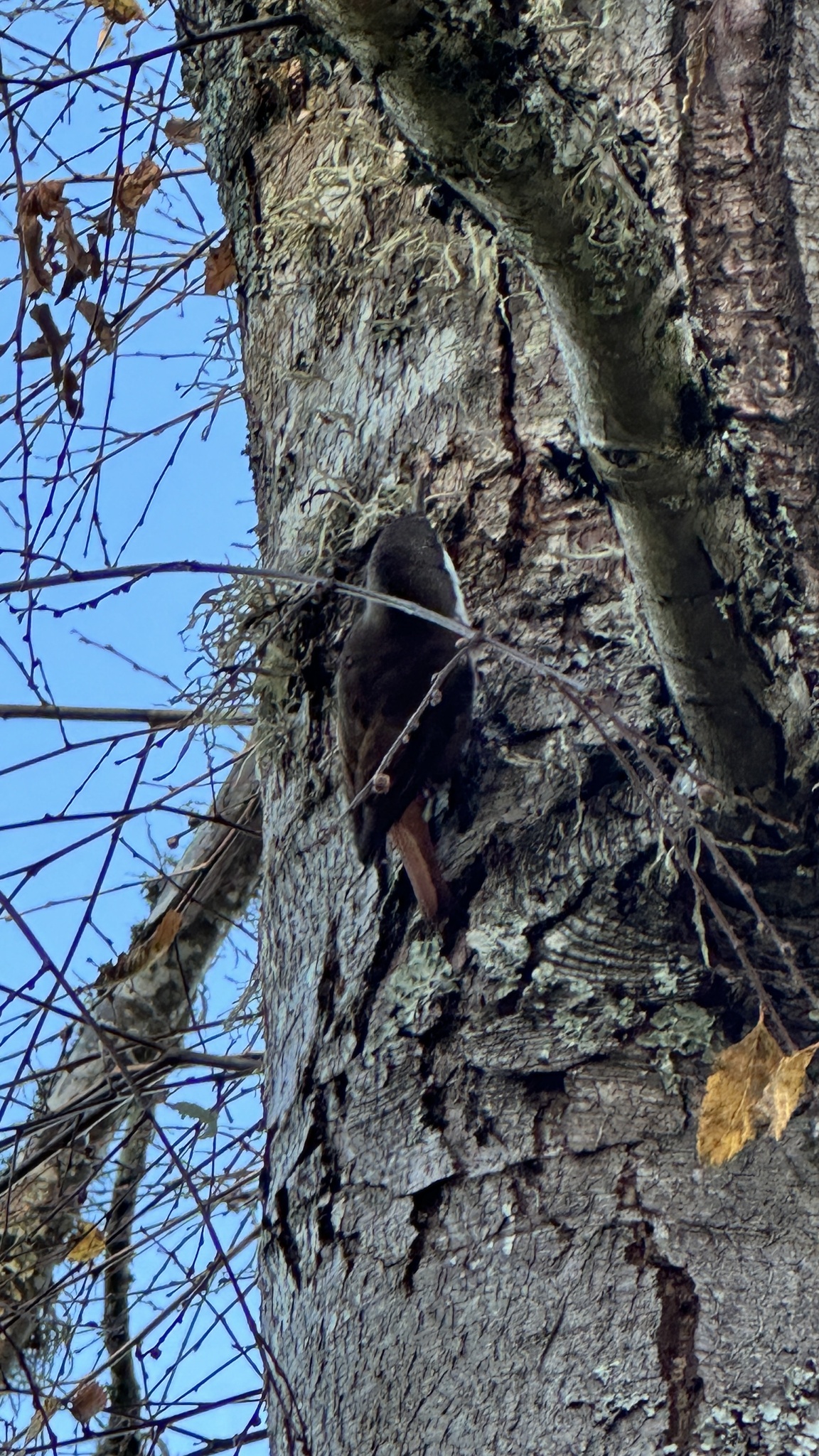White-throated Treerunner (Pygarrhichas albogularis), photo 7