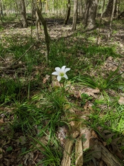 Zephyranthes atamasco