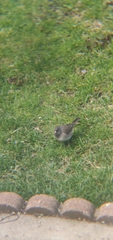 Junco hyemalis