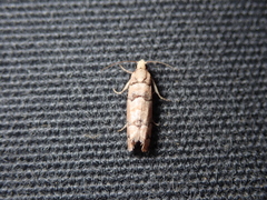 Blastesthia tessulatana