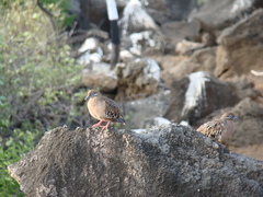 Zenaida galapagoensis