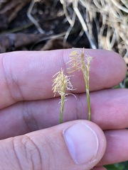 Carex alba