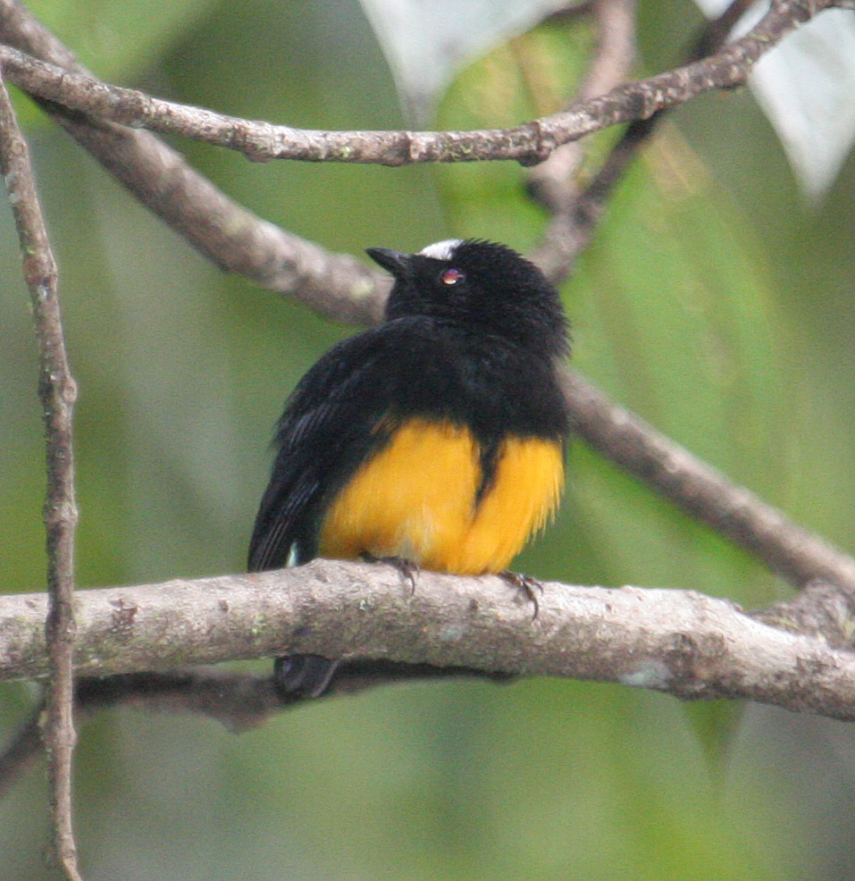 Orange-bellied Manakin illustration