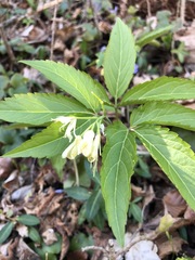 Cardamine enneaphyllos
