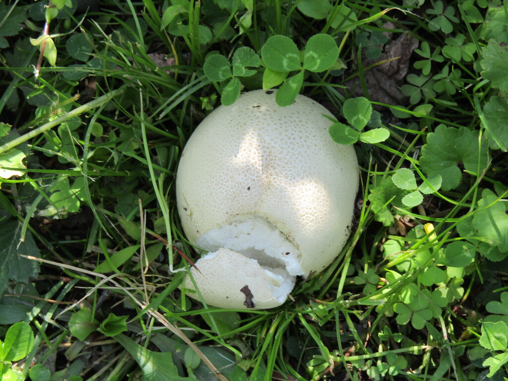 giant puffball · May 2026 · photo: Photo: (c) toad-wife, some rights reserved (CC BY) · iNaturalist
