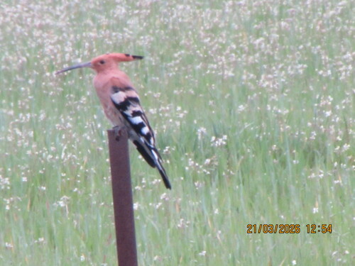 Common Hoopoe