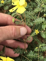 Tribulus pterophorus