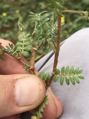 Tribulus pterophorus