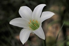 Zephyranthes atamasco
