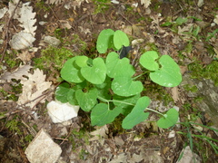 Aristolochia lutea