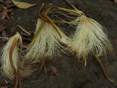 Malvales