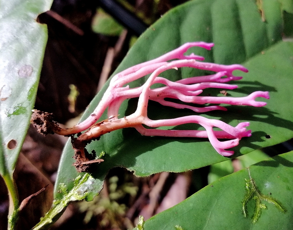 Clavaria schaefferi · April 2020 · photo: © heimatlos (iNaturalist, cc0)