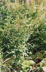 Thalictrum minus