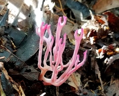 Clavaria schaefferi