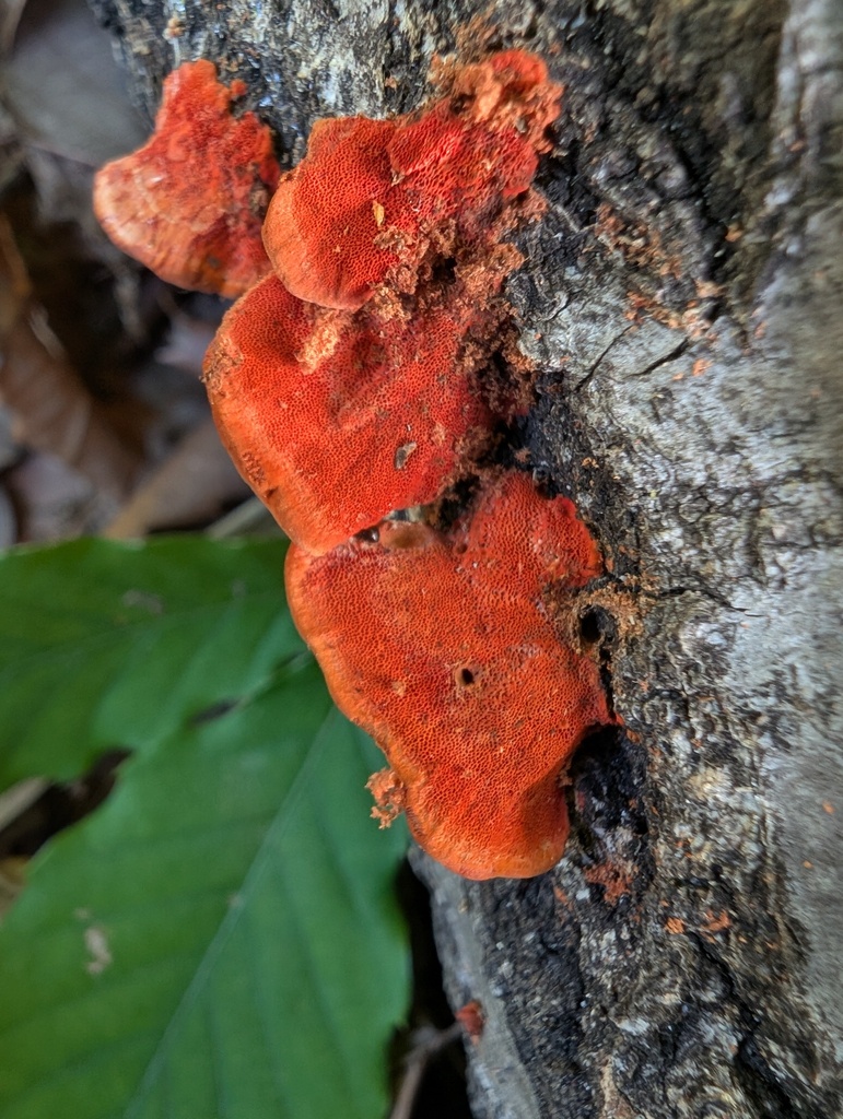 Trametes coccinea · May 2026 · photo: © atsushi_nakajima_cirque (iNaturalist, cc-by)