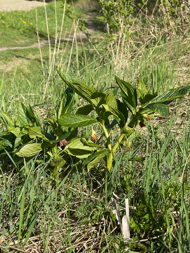 Scopolia carniolica, photograph 4