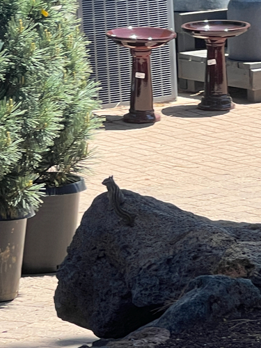 Gray-collared Chipmunk observed by oceancow