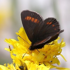 Erebia pharte