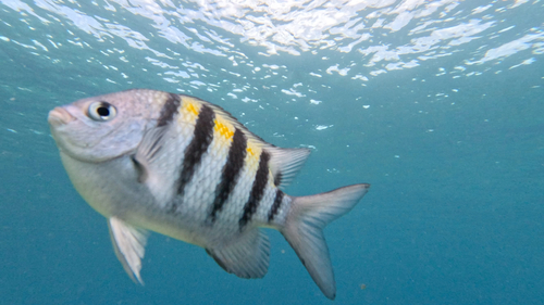 Abudefduf saxatilis