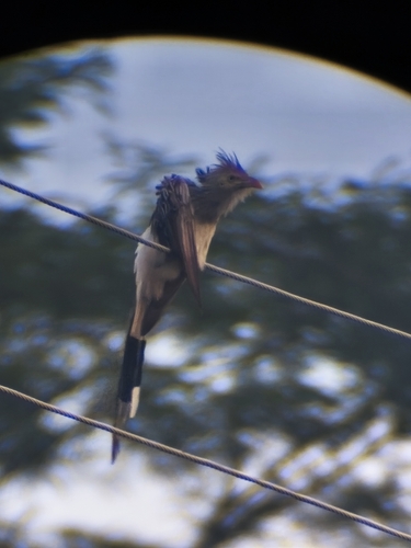 Guira Cuckoo