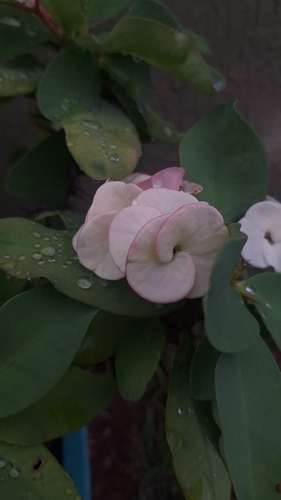 Crown-of-Thorns