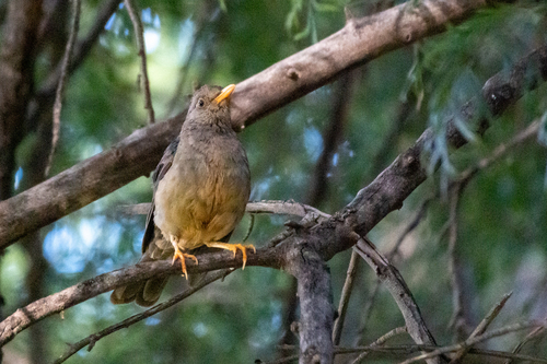 Karoo Thrush