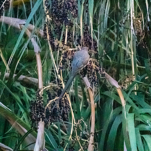 Red-faced Mousebird