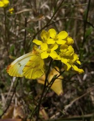 Lepidoptera