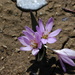 Colchicum doerfleri - Photo (c) Platon Kleanthidis, algunos derechos reservados (CC BY-NC), subido por Platon Kleanthidis