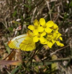 Lepidoptera