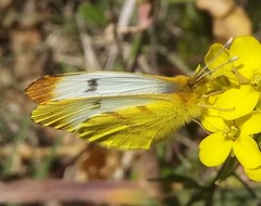 Lepidoptera