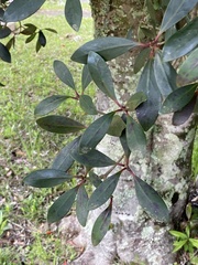 Ternstroemia