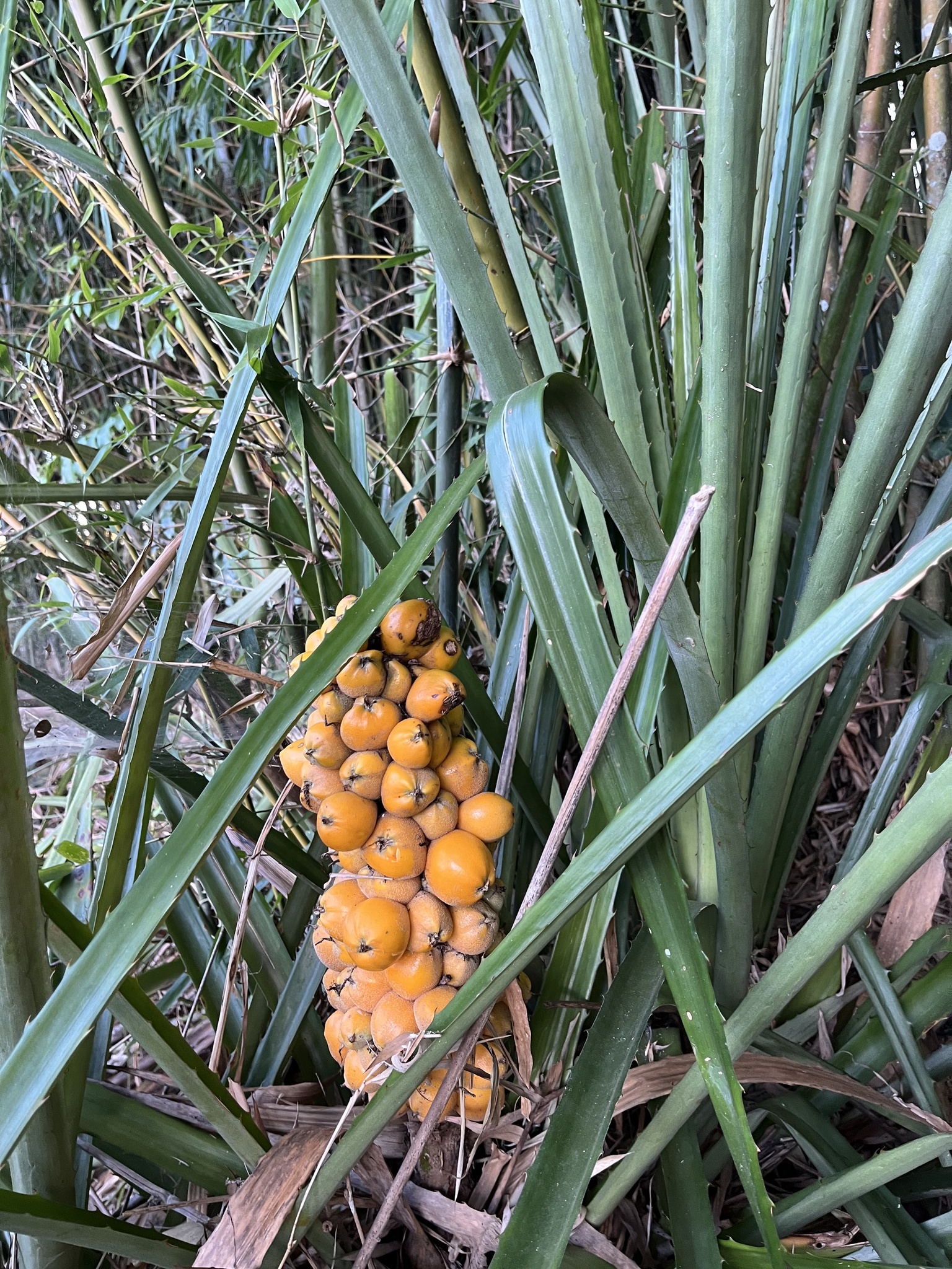 Bromelia antiacantha