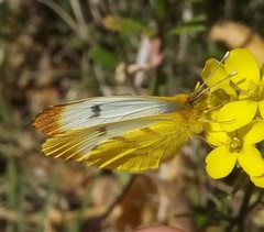 Lepidoptera