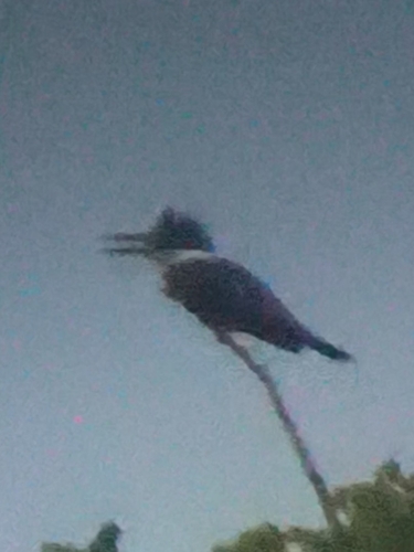 Ringed Kingfisher