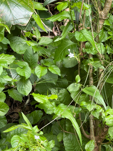 Plumbago zeylanica observed 2026-05-10