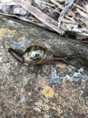 Helicarionidae