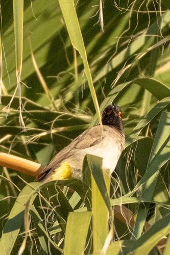 African Red-eyed Bulbul