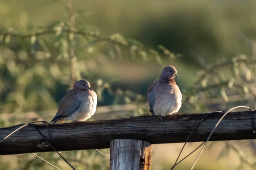 Laughing Dove