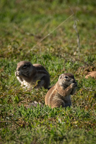South African Ground Squirrel