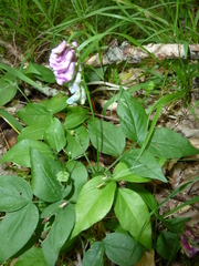 Lathyrus venetus