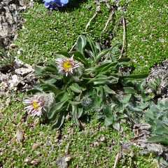Erigeron uniflorus