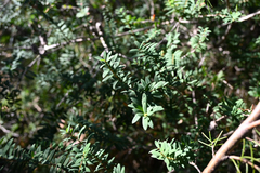 Melaleuca hypericifolia, photograph (c) Bryce Watts-Parker, some rights reserved (CC BY)