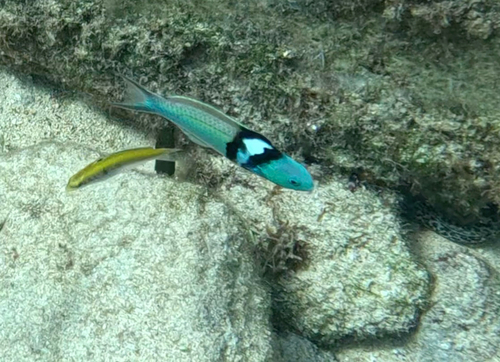 Thalassoma bifasciatum